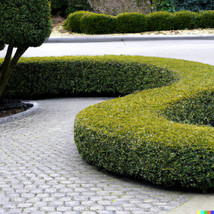THJAR 50 Boxwood Bush Seeds (Buxus microphylla koreana) Hedge Fence Bons... - $7.43