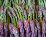 Asparagus Garden pack: Jersey Knight, Mary Washington, Purple Passion - ... - $47.45+