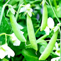 200 Oregon Sugar Pod Pea Seeds Sweet Crisp Gardens USA Seller - $15.98