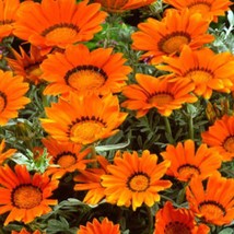 USA Seller Gazania Seeds Bronze Seeds Flower Seeds 50 Seeds Fast Shipping - £12.81 GBP