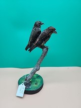 J72 Pr Red Crossbill Finch (Loxia Curvirostra) Bird Mount Taxidermy - £272.39 GBP