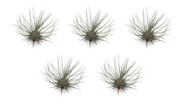 5 Pack Tillandsia Fuchsii v Gracilis Air Plants  - £22.22 GBP