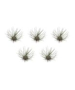 5 Pack Tillandsia Fuchsii v Gracilis Air Plants  - £22.22 GBP