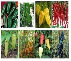 Pepper Seeds 12 Kinds Of Hot Pepper Mix Chili 500 Pepper Seedsgarden Beautiful U - $32.75