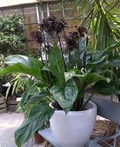 SRN Tacca Chantrieri 10 Seeds The Greenhouse Black Bat Plant Tropical Ga... - $15.89 CAD