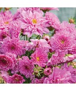 New Fresh 25 Cosmos Seeds Cosmos Double Click Rose Bon Bon - $25.35 CAD