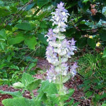 Clary Sage Bluish White Salvia Sclarea Perennial Non-Gmo 100 Seeds - £4.79 GBP