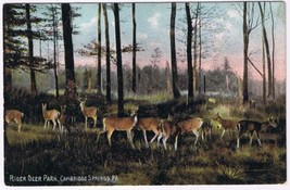 Postcard Rider Deer Park Cambridge Springs Pennsylvania - £3.15 GBP