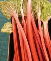 Septh 25 Victoria Rhubarb Pieplant Red Fruit Perennial Vegetable Fruit Seeds * - £4.62 GBP