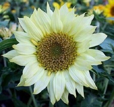 VP Moonshadow Sunflower Flowers Flower Perennial Sun Bloom 25 Seeds - £6.02 GBP