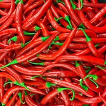 Spicy Pusa Jwala Pepper Seeds - Authentic Indian Chilli, Ideal for Growing Your  - £5.59 GBP