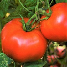 New Fresh Seeds Rutgers Tomato Jersey Best Flavor Vegetable - $9.90