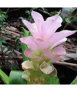 SDC Ginger Laddawan 3 Plant Bulbs Tropical Summer Flower Fresh Seeds - $682.04 MXN