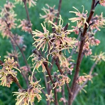 Hamamelis Virginiana Champlin S Red Witch Hazel Live Plant 24 Inch Tall ... - $94.90