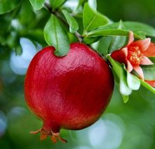2 Live Plants Pomegranate Fruit Tree Wonderful Punica Granatum 6 Inch Seedling - £38.36 GBP
