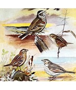 Sparrow Types And Variety 1955 Plate Print Birds Of America Nature Art D... - $24.99