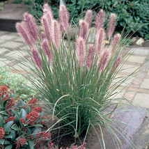 40 Fountain Grass Seeds Pennisetum Alopecuroides US Fast Shipping - $181.21 MXN