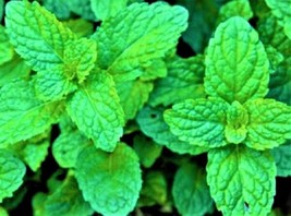 100 Seeds Beautiful Lemon Balm Quick Plant Heirloom Seeds For Immediate Impact - £6.72 GBP