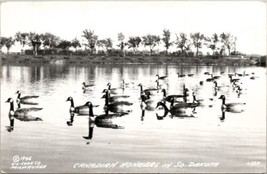 Chamberlain South Dakota Canadian Honkers Ducks 1946 Cook Postcard Y16 - £10.14 GBP