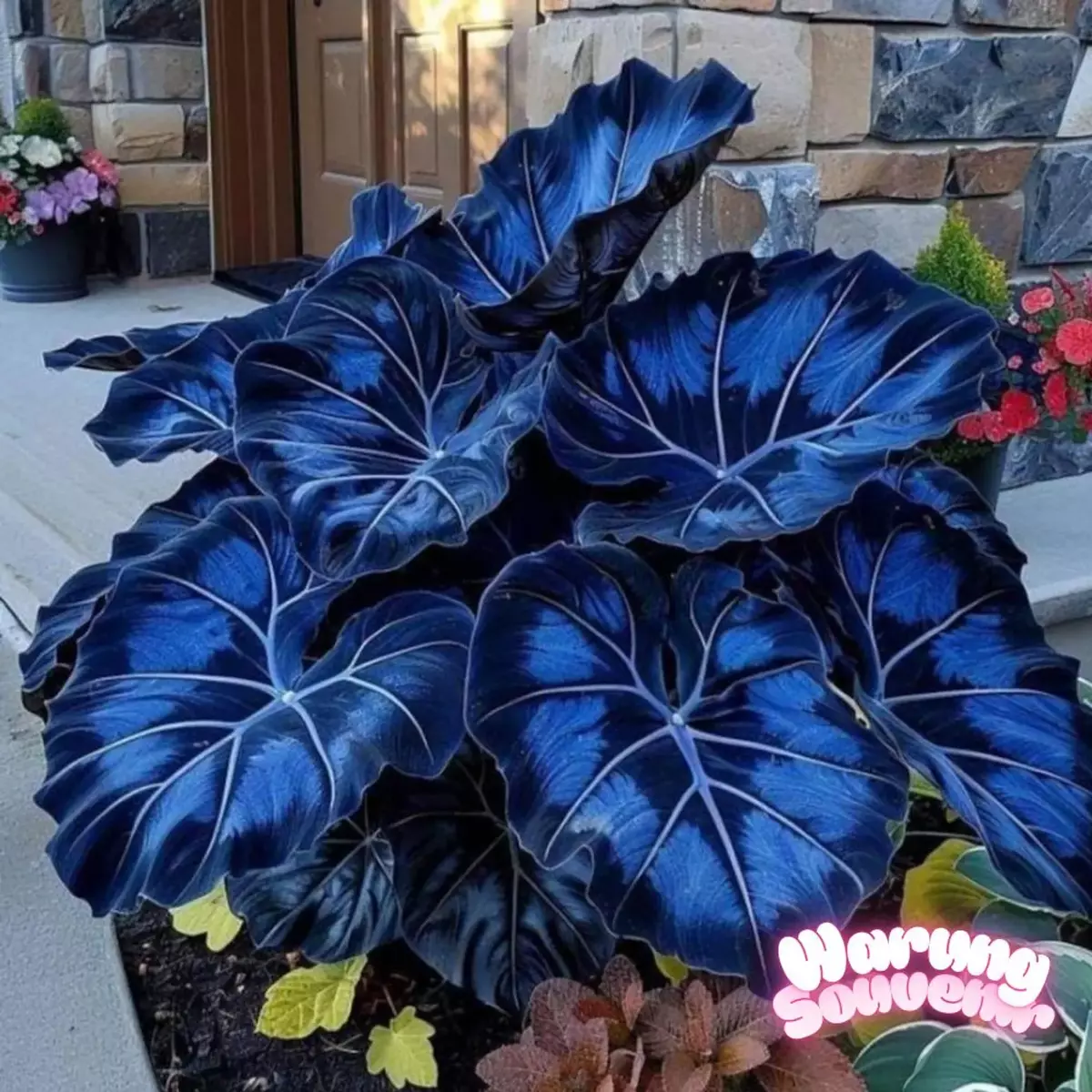 100 Blue Black Caladium Seeds: Elephant Ear, Angel Wings - $9.80 100 Blue Black Caladium Seeds: Elephant Ear, Angel Wings - $9.80