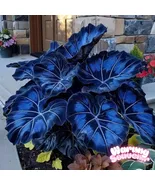 100 Blue Black Caladium Seeds: Elephant Ear, Angel Wings - $180.24 MXN 100 Blue Black Caladium Seeds: Elephant Ear, Angel Wings - $180.24 MXN