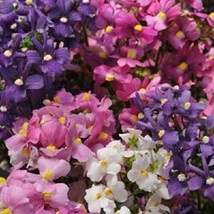 FG 40+ POETRY MIX NEMESIA FLOWER SEEDS / ANNUAL / SWEET COCONUT SCENT - £12.25 GBP