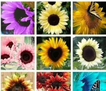 100PCS Mixed Sunflower Seeds best quality - 2025 - £10.60 GBP