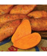 4 Covington high yield Sweet potato Slips organic bright orange sweet fl... - $835.20 MXN