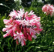 25 Seeds Pink Agapanthus Africanus Flowers Beautiful Blooms Planting Garden From - $10.25