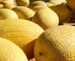 Hami Melon Fast Growing Sweet Tasting Farm  25+ seeds - £5.75 GBP