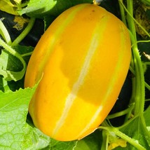 Korean Melon Seeds Melon Ginkaku Seeds Fast Shipping - $15.09