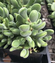 4” Pot Crassula Congesta Fuzzy Beans Succulent Cactus Live Plant - £29.87 GBP