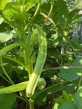 40 Louisiana 16 Inch Longhorn Okra Seeds Longest Most Robust Pods HeirloomFrom U - $8.35