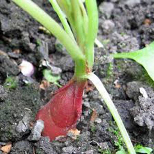Radish Seed Garden Collection, Heirloom, Organic Seeds, 5 Top Varieties