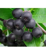 Black chokeberry &quot;Aronia melanocarpa&quot; 4 to 6 inch Live Starter Plant - £14.58 GBP
