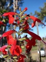 GIB Salvia coccinea | Scarlet or Blood Sage | Hummingbird Salvia | 50 Seeds - £14.17 GBP