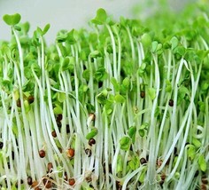 1 Oz Calabrese Sprouting Broccoli Seeds Organic Microgreens Juicing Sprouts S Ga - $18.00