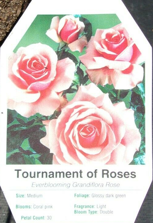 TOURNAMENT OF ROSES Large Coral Pink Blooms Rose 1 Gal Bush Plant Flower... - $33.90
