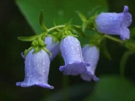 Canterbury Bells Pink 100 Seeds Free Shipping - $4.00