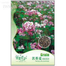 Herbs Plant Tartary Buckwheat Flowers Seeds 35 Seeds High Nutritional Value - $6.98