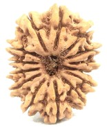 Rare Super Collector Size 14 Mukhi Rudraksha - Nepal - 31.45 mm - IGL Ce... - $17,384.28 MXN