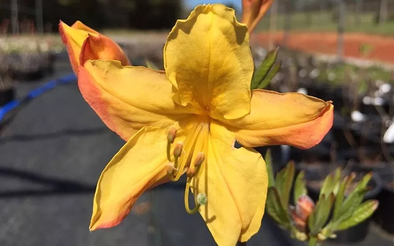 1 Live Starter Plant SPRING FANFARE Aromi Azalea Rhododendron Flower for... - €49,83 EUR