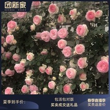 Exotic 10 Pink Climbing Rose Seeds $2.99 Free Shipping - $4.35