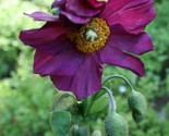 Sale 10 Seeds Mixed Himalayan Poppy Blue Red Violet Meconopsis Napaulens... - $9.90
