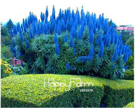 100 Pcs A Pack Big Plants Pride Of Madeira Echium Fastuosum ~Impressive Flower F - £9.82 GBP