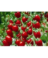 MBK 15 Seeds Super Sweet 100 Cherry Tomato Non-Gmo Heirloom Packs Sale - $9.73