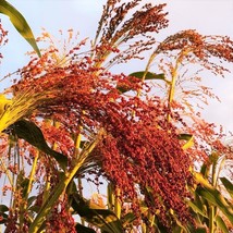 USA SELLER Red Broom Corn Sorgum Bicolor Millet Mixed Colors Grain Flower Free S - £9.49 GBP