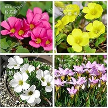 Oxalis Flower Bulbs Seeds Mixed Garden Fresh USA Store - £5.55 GBP