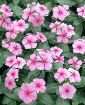 50 Fresh seed Catharanthus Roseus Bright Eyes Cape Periwinkle Graveyard Plant - $10.39