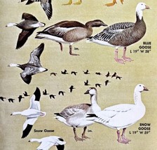Goose Geese Varieties And Types 1966 Color Bird Art Print Nature ADBN1r - £15.92 GBP